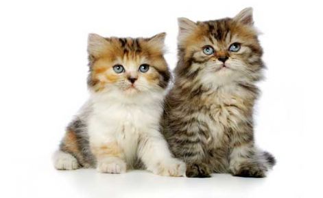 persian-kittens-8.jpg